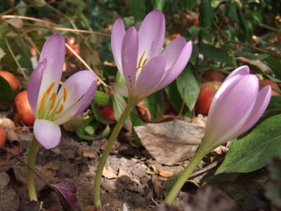 DSCF5606.JPG