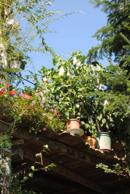 046.JPG