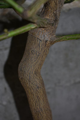 Citrusunterlagen 002.JPG