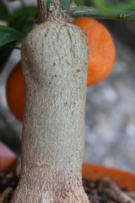 Citrusunterlagen 007.JPG