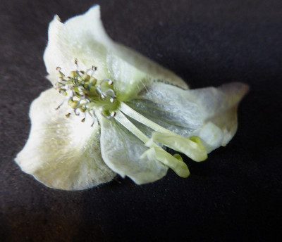 Aconitum spec. ...   21.9.18 006.jpg