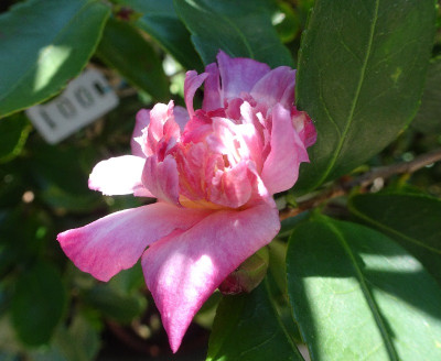 DSC05995.jpg
