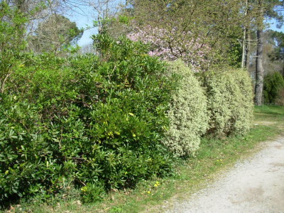 Hecke mit Pittosporum.JPG