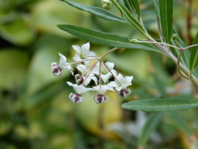 2018-09-22 Asclepias physocarpa 1.jpg