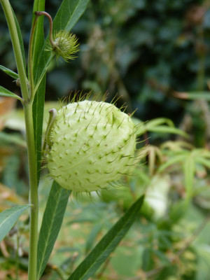 2018-09-22 Asclepias physocarpa 2.jpg