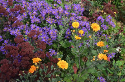 Chrysanthemum-DixterOrange.18-1.jpg
