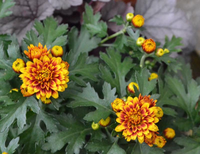 Chrysanthemum-bunt.18-1.jpg