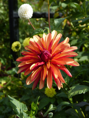 2018-09-22 Dahlia 'Jescot Julie'.jpg