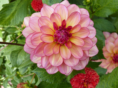 2018-09-22 Dahlia 'Rawhide'.jpg