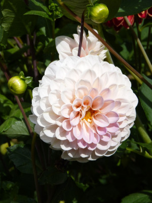 2018-09-22 Dahlia 'Sweet Nathalie'.jpg