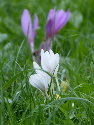 2018-09-22 Colchicum autumnale 'Album'.jpg