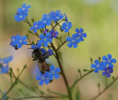 Brunnera-und-so.jpg