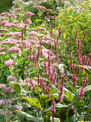 2018-09-22 Gartenimpressionen 1.jpg