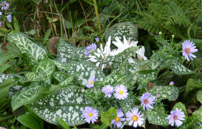 2018-09-22 Gartenimpressionen 3.jpg