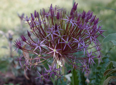 Allium-christophii.jpg