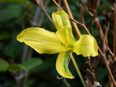 2018-09-22 Hemerocallis 'Corky'.jpg
