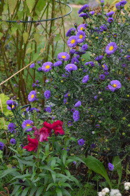 Aster-NannisLiebling.18-1.jpg