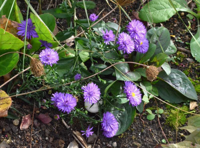 Aster_novae_angliae-Dauerblau.18-1.jpg