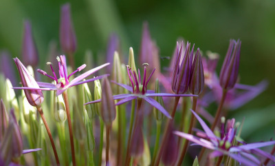 Allium-christophii-Zu-Zweit.jpg