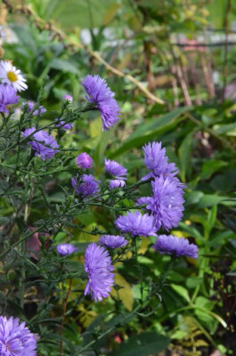 Aster-Sämling.18-1.jpg