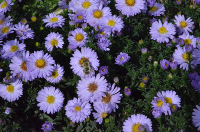 Aster_dumosus-Sämling.18-2.jpg
