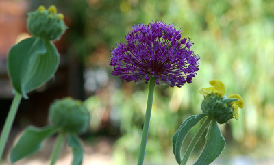 Phlomis-fruticosa--Purple-S.jpg
