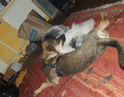 hundehaufen.jpg
