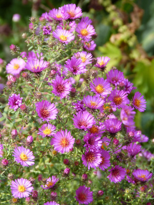 2018-09-22 Aster amethystinus 'Herbstleuchten'.jpg