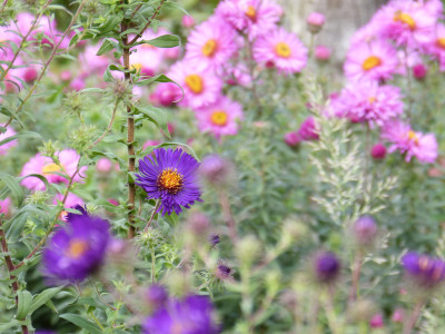 2018-09-22 Gartenimpressionen 6.jpg