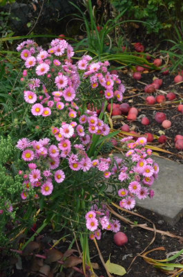 Aster-noviangliae.Sämling-rosa.18-2.jpg