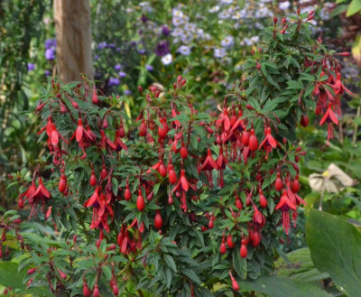 Fuchsia-David.18-3.jpg