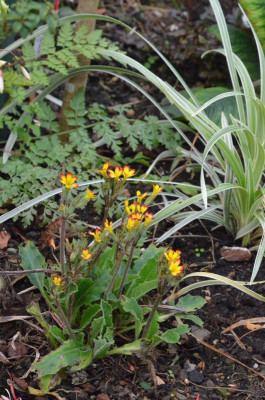 Primula-OakLiefYellowPicotee.18-2.jpg