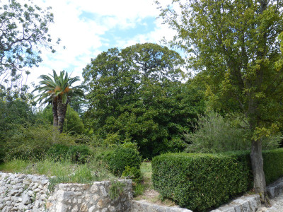 2018-09-05 Kroatien Magnolia grandiflora 1.jpg