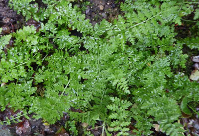 Cystopteris dickieana  ...  23.9.18 024.jpg