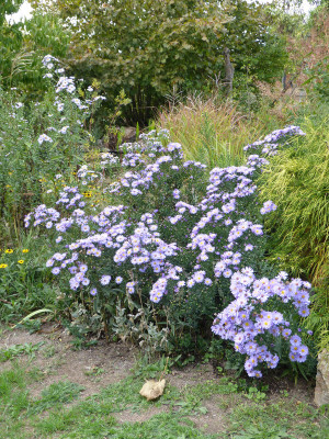 2018-09-22 Aster 1.jpg