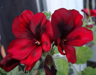 Pelargonium x unique Mystery.jpg