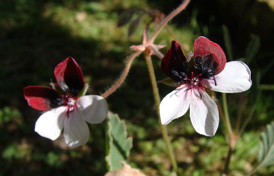 Pelargonium splendidum.jpg