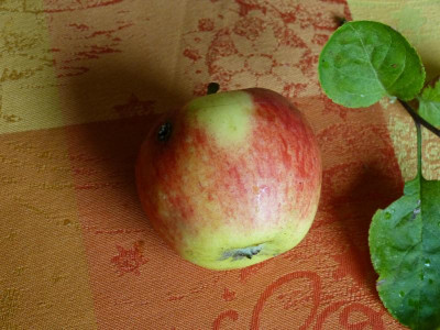 P1050290.JPG
