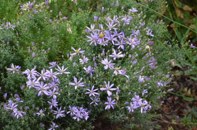 Aster_sedifolius-Nanus.18-1.jpg