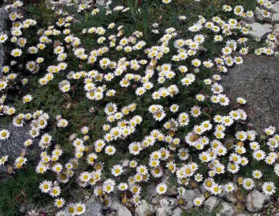 Anacyclus_depressus_2007-05-03.JPG