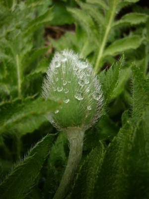 Blutenknospe__weisser_Mohn.JPG