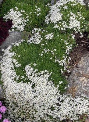 Arenaria_tetraquetra_2007-05-03.JPG