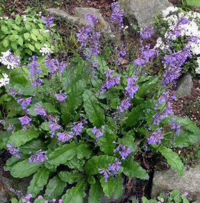 Wulfenia_x_schwarzii_2007-05-03.JPG