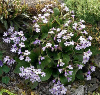 Haberlea_rhodopensis_2007-05-03.JPG