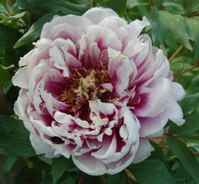 Duchess_of_Marlborough_HS_2915_87.jpg
