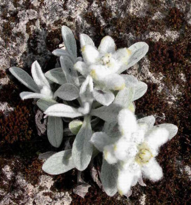 Leontopodium_nivale_2007-05-03.JPG