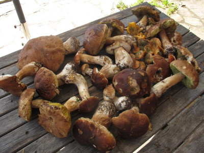 pilzesept018.img.JPG
