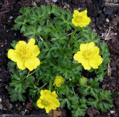 Trollius_pumilus_2007-05-03.JPG