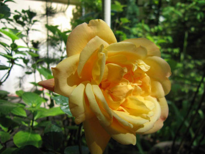 rosegelbduft.jpg