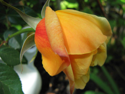 rosegelbduftknosp.jpg